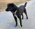 Labrador keverék - 6 éves kan