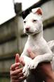 Staffordshire terrier - 2 hónapos kan