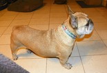 Francia bulldog - 6 éves szuka
