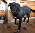 Labrador keverék - 7 éves kan