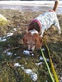Beagle keverék - 8 éves szuka