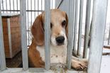 Beagle keverék - 8 éves szuka
