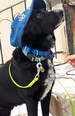 Labrador keverék - 6 éves kan