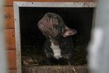 Francia bulldog - idős szuka