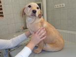 Labrador retriever jellegű - 4 hónapos szuka