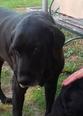 Labrador retriever - 13 éves szuka
