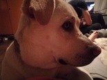 Labrador keverék - 1 éves kan