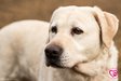 Labrador - 5 éves szuka