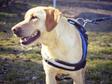 Labrador retriever jellegű - 6 éves kan