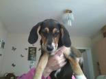 Beagle keverék - 4 hónapos kan
