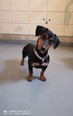 Tacskó-beagle keverék - 4 éves kan
