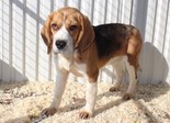 Beagle keverék - 5 éves kan