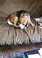 Beagle keverék - 5 éves kan
