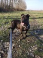 Bulldog keverék - 5 éves szuka