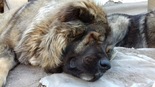 Kaukázusi juhászkutya - 2 éves szuka