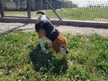 Beagle - 5 éves szuka