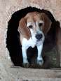 Beagle - 5 éves szuka