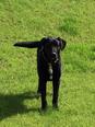 Labrador retriever jellegű - 11 éves kan