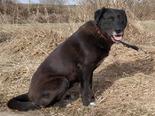 Labrador retriever jellegű - 6 éves szuka