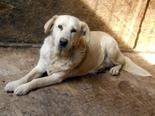 Labrador retriever - 12 éves szuka