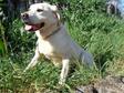 Labrador retriever - 12 éves szuka