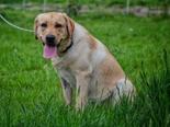 Labrador retriever - 7 hónapos szuka