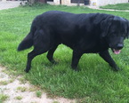 Labrador / Németjuhász keverék - 5 éves kan
