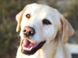 Labrador keverék - 4 éves szuka