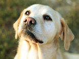 Labrador keverék - 4 éves szuka
