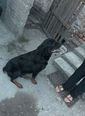 Rottweiler - 4 éves szuka