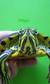 Teknős - 5 éves nőstény