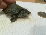 Teknős - 1 éves nőstény