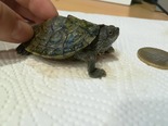 Teknős - 1 éves nőstény