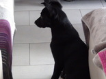 Labrador keverék - 4 hónapos szuka