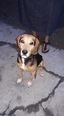 Beagle szerű keverék - 1 éves kan