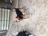 Beagle szerű keverék - 1 éves kan