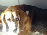 Beagle - 8 éves szuka