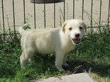 Labrador keverék - 3 hónapos szuka