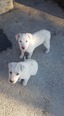 Labrador keverék - 3 hónapos kan
