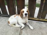 Beagle keverék - 2 éves kan