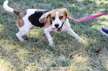 Beagle - 4 éves szuka