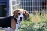 Beagle - 4 éves szuka
