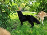 Border collie  - fiatal szuka