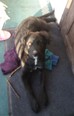 Labrador keverék - 5 hónapos kan