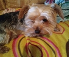 Bichon Havanese és Yorkshire Terrier - 6 éves kan