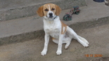 Beagle keverék  - 6 hónapos kan
