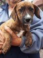Beagle keverék - 2 hónapos szuka