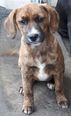 Beagle keverék - 2 hónapos szuka