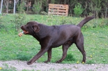 Labrador Retriever - 1 éves kan