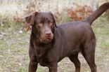 Labrador Retriever - 1 éves kan